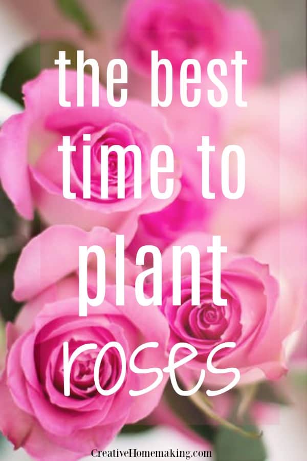 The best time of year to plant roses in your flower garden.