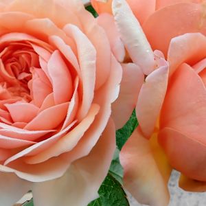 Discover the best time to plant roses for a beautiful garden! Whether you're a beginner or a seasoned gardener, find out the ideal planting season for gorgeous blooms.