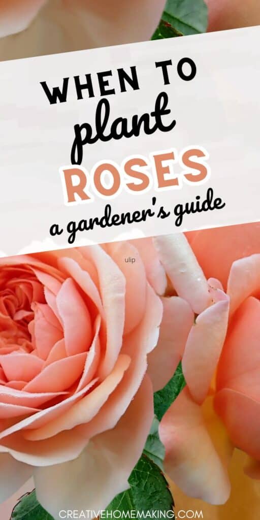 Planning to add roses to your landscape? Find out the optimal time to plant them for a vibrant and thriving garden. Explore the best practices for successful rose planting.