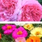 Growing old fashioned roses, information on growing and caring for old-fashioned or old roses in your flower garden.