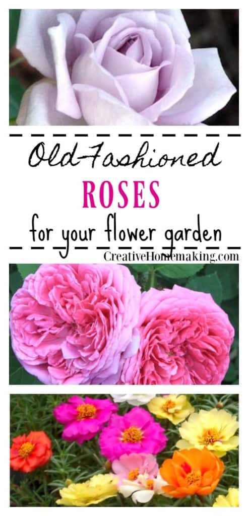 Growing old fashioned roses, information on growing and caring for old-fashioned or old roses in your flower garden.