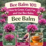 Thinking about growing bee balm? Learn what bee balm is, how to grow it, and how to use it in your garden. Includes bee balm gardening tips, bee garden ideas, and pollinator-friendly plants.