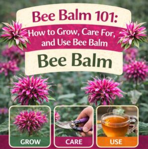 Thinking about growing bee balm? Learn what bee balm is, how to grow it, and how to use it in your garden. Includes bee balm gardening tips, bee garden ideas, and pollinator-friendly plants.