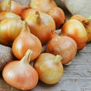 Growing onions this year? Easy step by step instructions for dehydrating onions in a food dehydrator. How to dehydrate onions made easy.