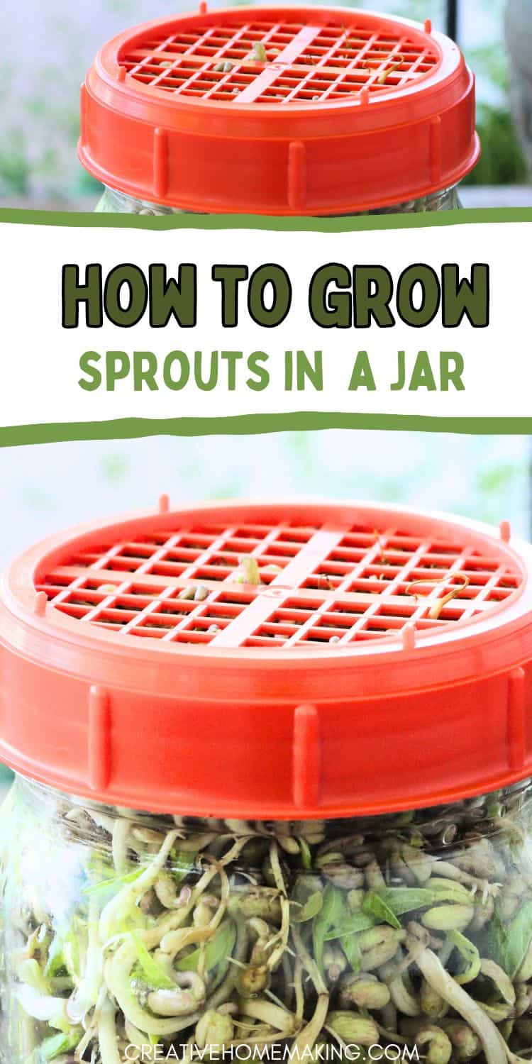 Jar filled with fresh sprouts growing on a kitchen countertop