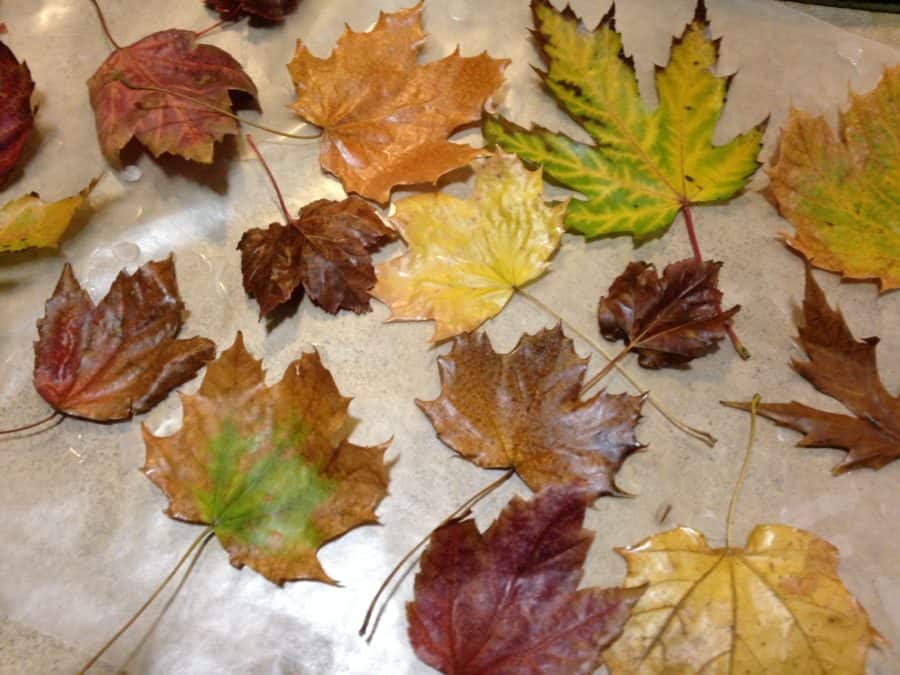 Waxing fall leaves. Easy instructions for making waxed fall leaves for autumn or Thanksgiving decorations.