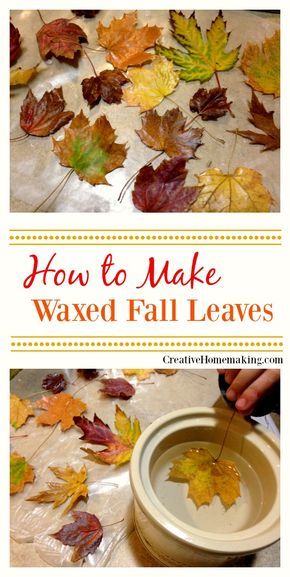 Easy instructions for waxing fall leaves for autumn or Thanksgiving decorations.