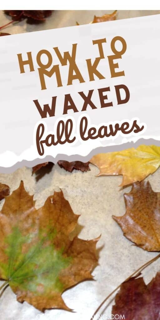 Learn how to make waxed fall leaves and add a touch of autumn beauty to your home decor. Our step-by-step guide will show you how to preserve the vibrant colors of fall leaves and create a unique and long-lasting decoration that you can use year after year. Get started now and bring the beauty of the outdoors into your home this fall!