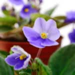 African violet care and how to bring an African Violet back to life!