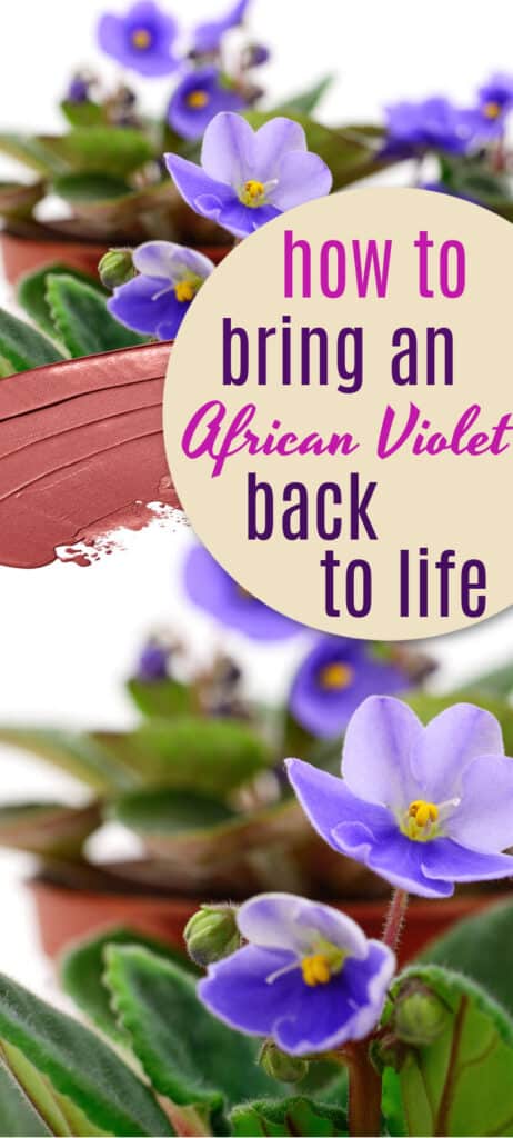 African violet care and how to bring an African Violet back to life!