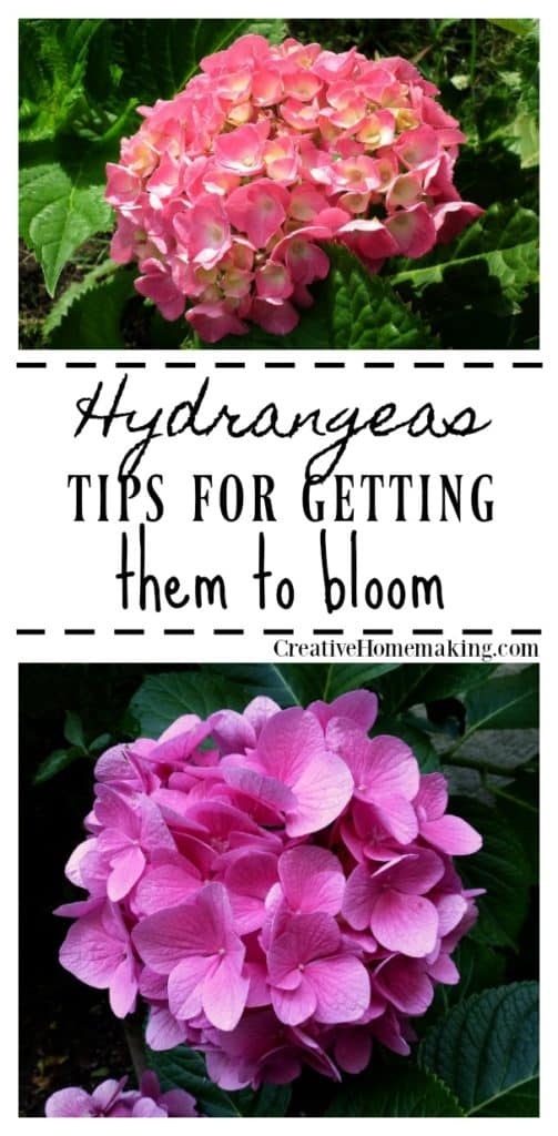 Expert tips for getting your hydrangeas to bloom.