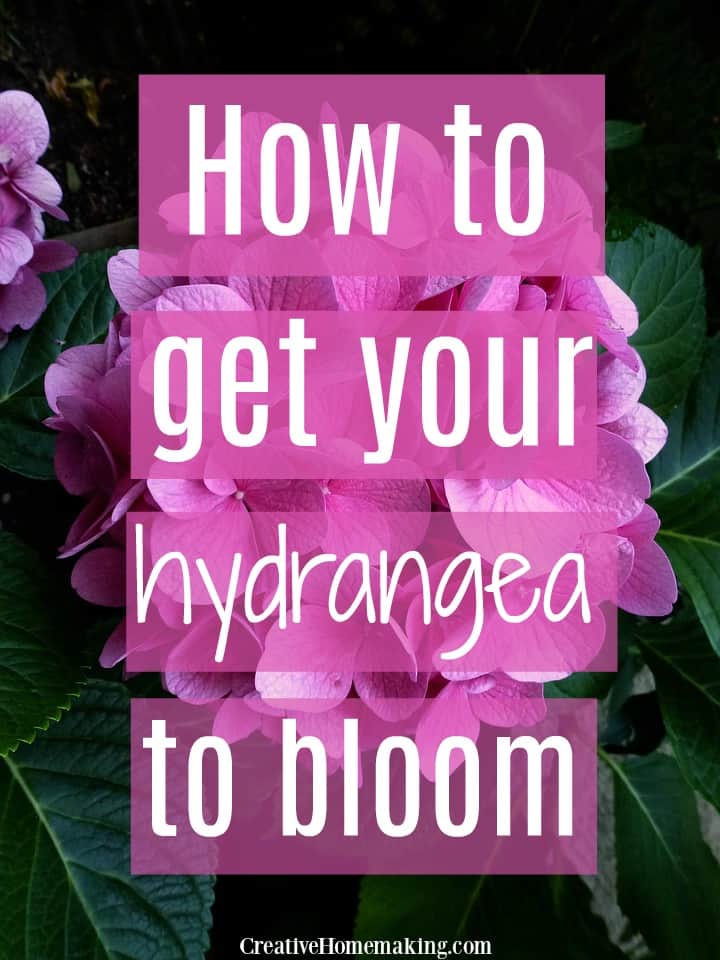 Hydrangea not blooming? Try this easy gardening tip for getting your hydrangeas to bloom.