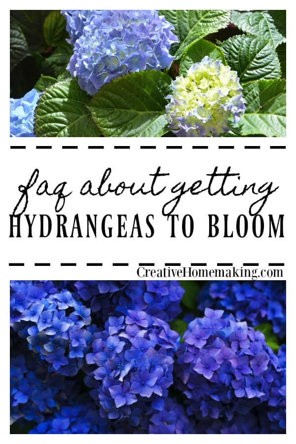 How to get hydrangeas to bloom
