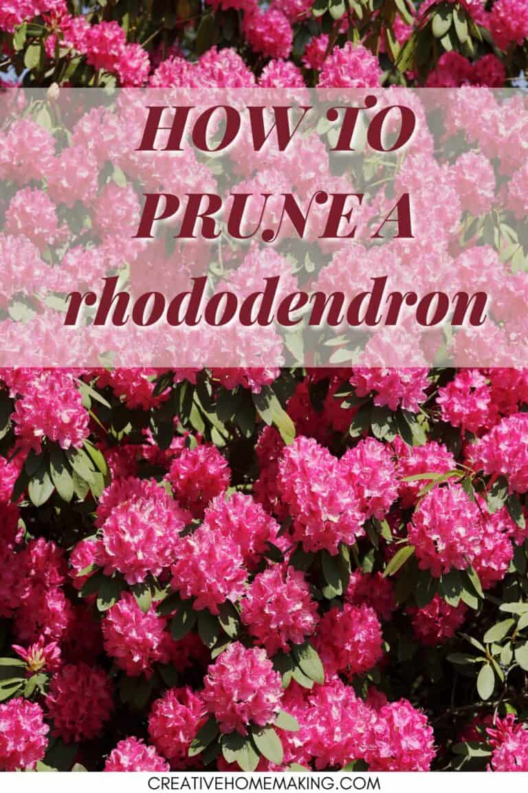 How to Prune a Rhododendron: A Step-by-Step Guide - Creative Homemaking