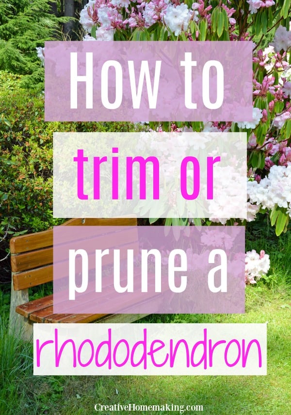 Easy gardening tips for pruning rhododendron plants.