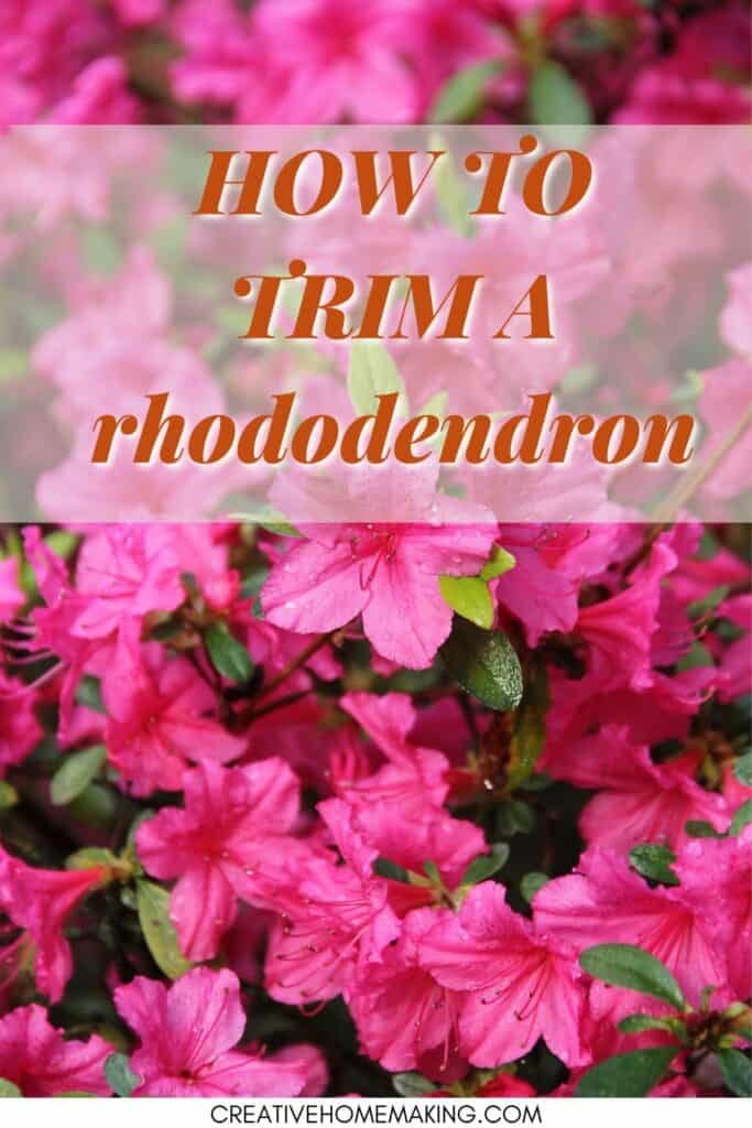Tips for trimming a rhododendron. Easy tips for rhododendron care. Tips for trimming a rhododendron.