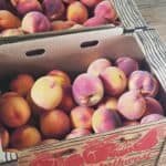 Tips for controlling and getting rid of fruit flies in your home with a homemade fruit fly trap.