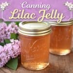 Learn how to make and can lilac jelly with delicate floral flavor and beautiful golden color. A lovely spring canning recipe perfect for homemade gifts, breakfast, and tea time.
