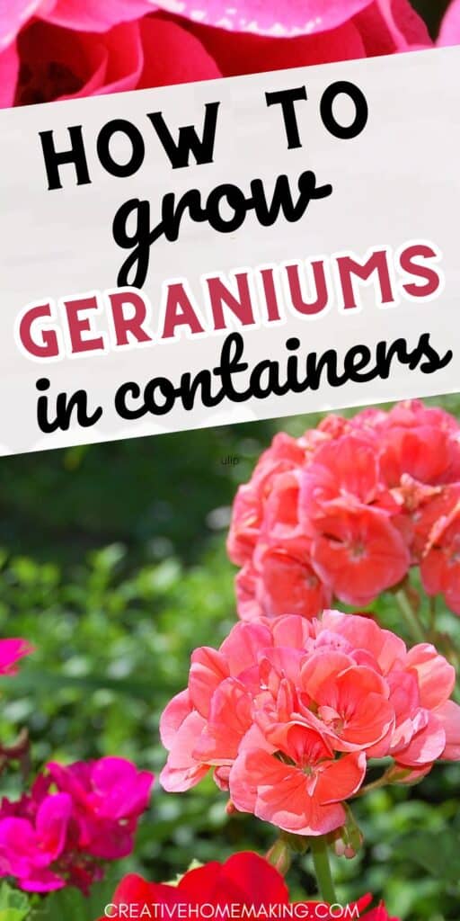 Explore the endless possibilities of container gardening with our step-by-step guide to growing thriving geraniums - a versatile and low-maintenance option for any gardener.
