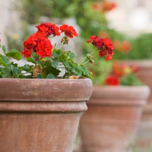 Discover the joy of growing beautiful geraniums in containers with our expert tips and tricks for vibrant blooms all season long.