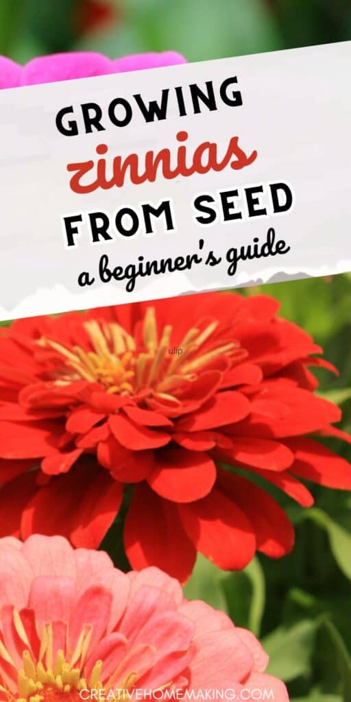 Elevate your garden with vibrant zinnias grown from seed! Our expert guide walks you through the process, from sowing the seeds to nurturing the blooms. Get ready to add a burst of color to your outdoor oasis!