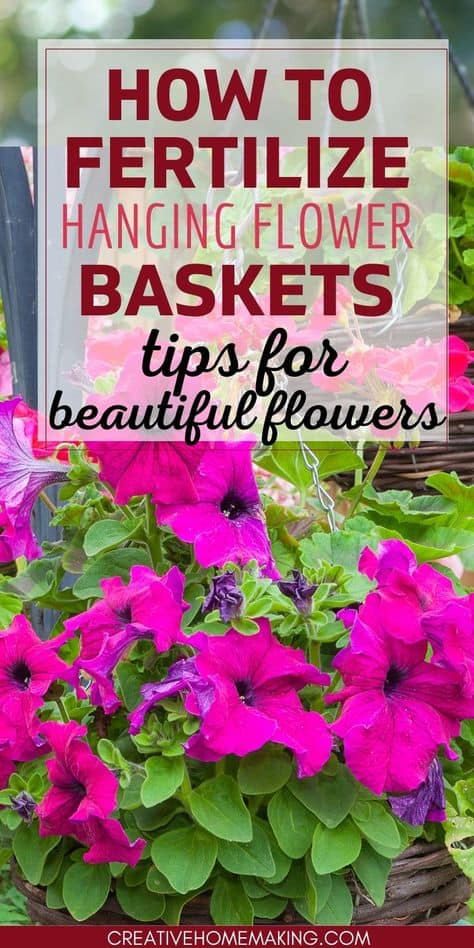 Fertilizing hanging flower baskets. Tips for beautiful flowers all summer long.