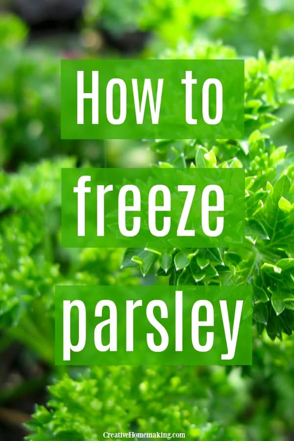 Several methods to freeze parsley from your garden, including freezing it in olive oil and how to make parsley logs to freeze.