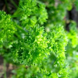 Several methods to freeze parsley from your garden, including freezing it in olive oil and how to make parsley logs to freeze.