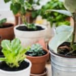 Easily get rid of gnats in houseplants with this clever tip!