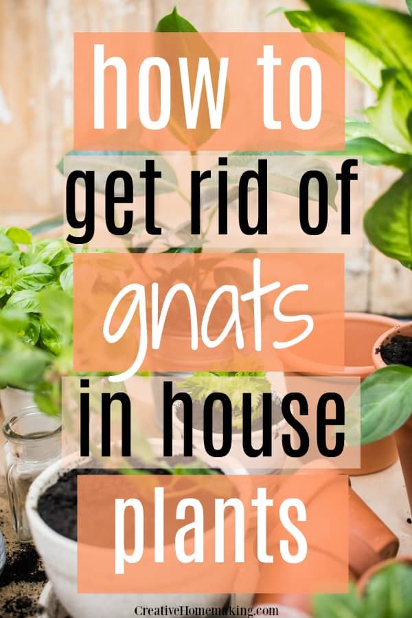 Easily get rid of gnats in houseplants with this clever tip!