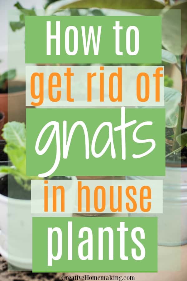 Easily get rid of gnats in house plants with this clever tip.