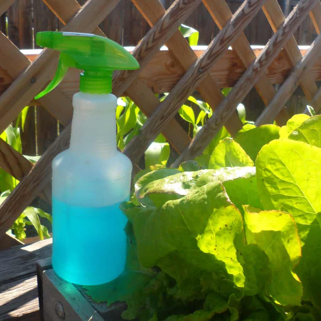 5 DIY Bug Sprays for the Garden - Creative Homemaking