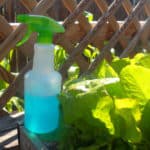 5 diy bug sprays for the garden