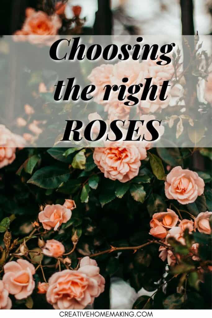 Tips for choosing the right roses. Beginners guide for growing roses.