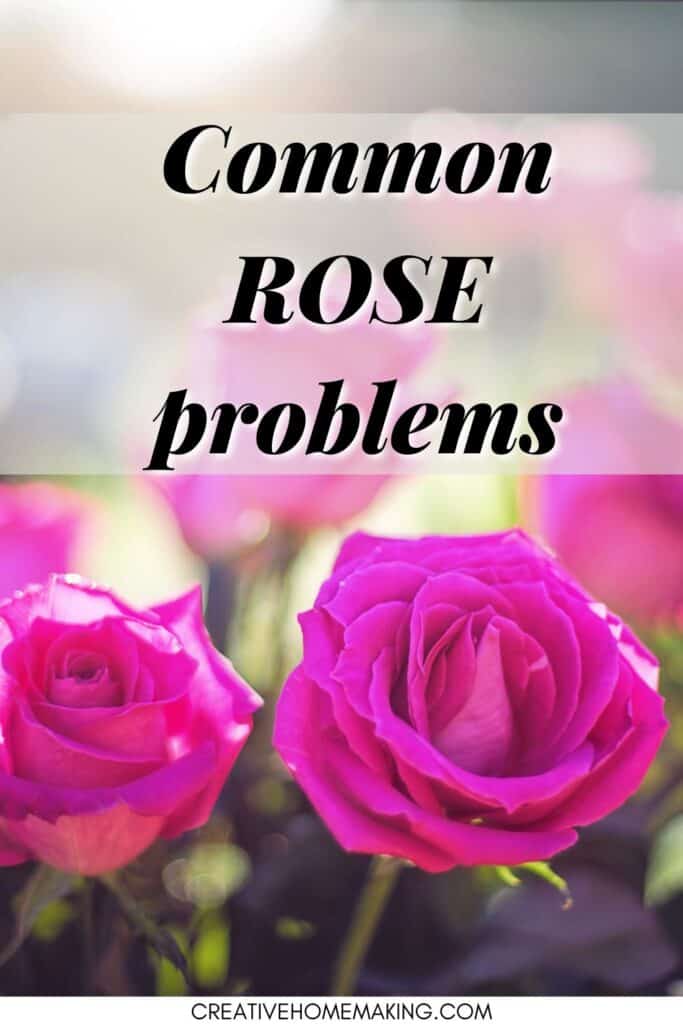 Common rose problems and how to address them. Easy tips growing roses for beginners.