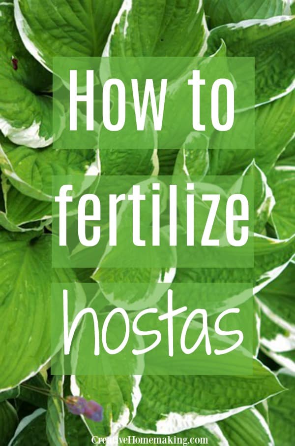 Hosta care made easy! Simple tips for fertilizing hostas. 