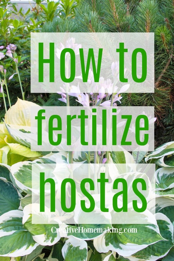 How to properly fertilize and care for your hosta plants.