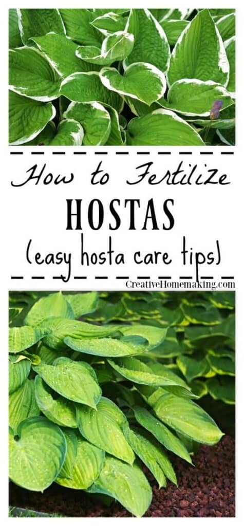 How to properly fertilize and care for hostas in your garden.