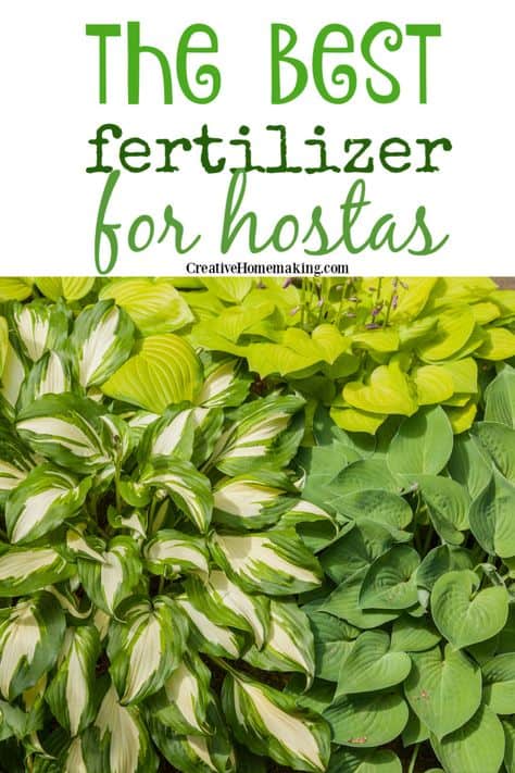The best fertilizer for hostas. Easy tips for fertilizing hostas.