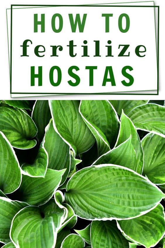The best tips for fertilizing and caring for hosta plants in your flower garden.