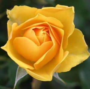 Tips for growing beautiful roses.