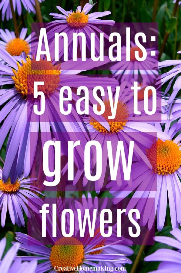 Growing annuals. Five easy to grow annual flowers to plant in your garden this year.