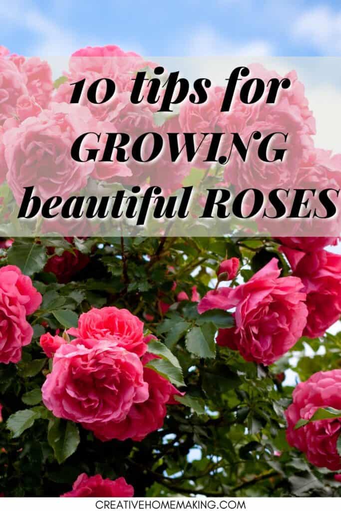 10 tips for growing beautiful roses. How to grow roses from cuttings and in pots.