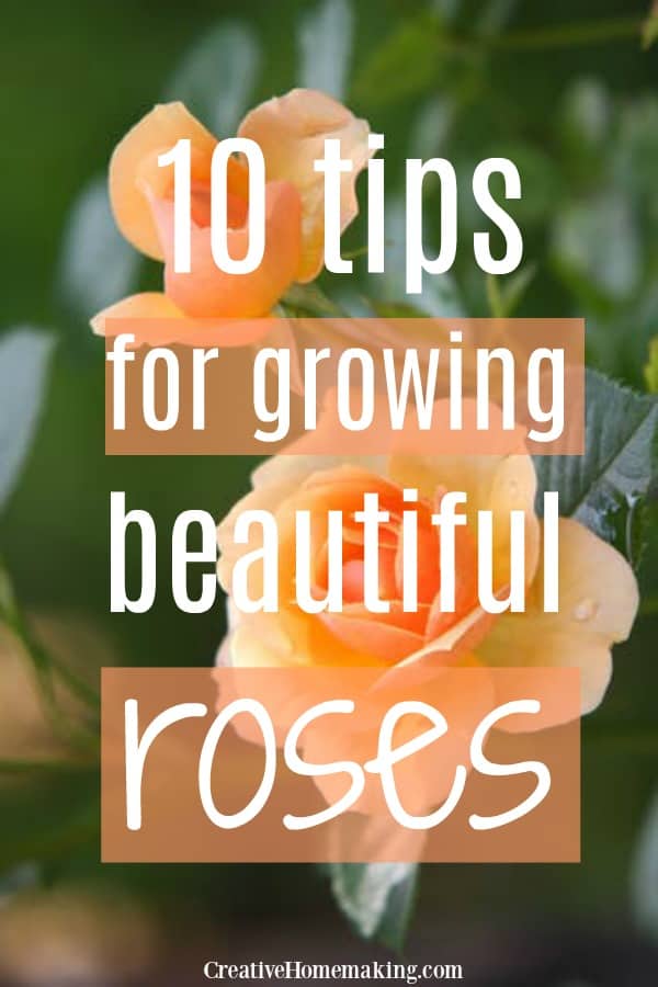 The best 10 tips for growing beautiful roses in your flower garden.