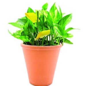 Are gnats bothering your houseplants? Easily rid your plants of them with these easy tips from our readers.