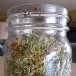 How to grow sprouts in a mason jar. Easy instructions for growing your own salad sprouts from seed in a mason jar on the kitchen counter.