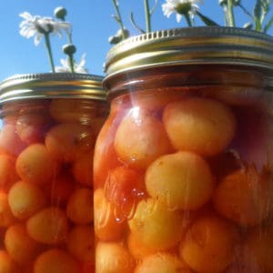 Canning cherries. Learn how to can cherries so that you can enjoy them all winter long.