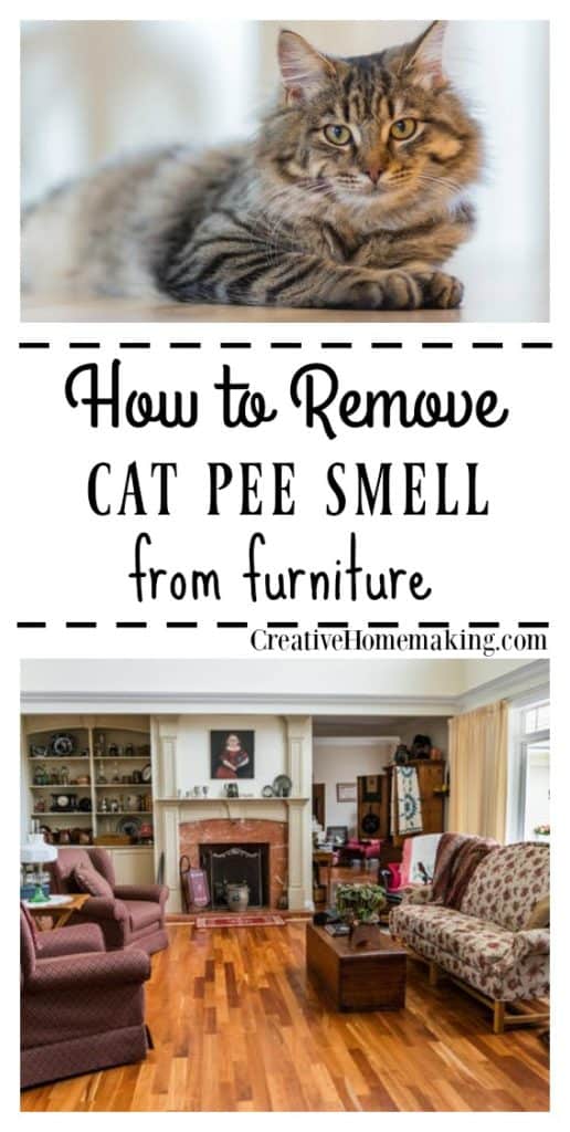 Best way to remove cat pee 2024 smell from couch