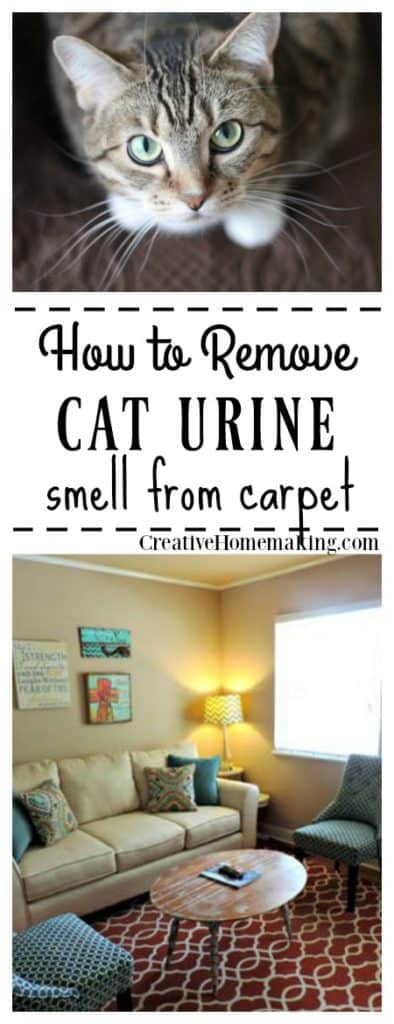 Wondering what products work best for removing cat urine smell from your carpet? Get rid of that awful lingering pee smell for GOOD with these expert tips.