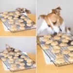 Eight easy, healthy dog treats and biscuits you can make yourself at home.